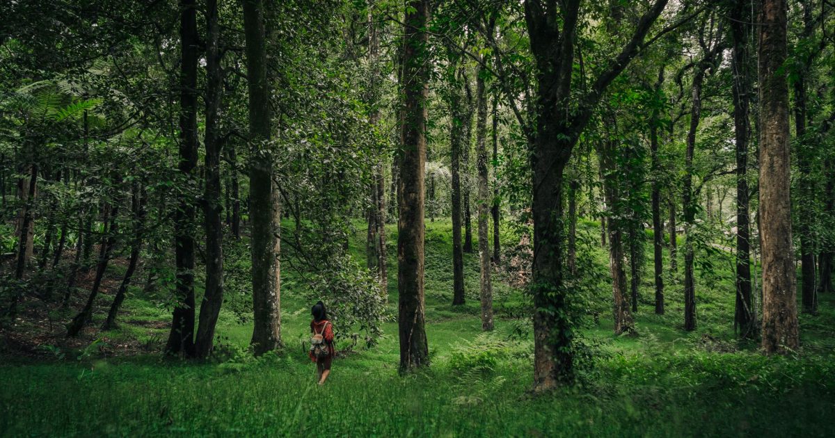 peregrino caminando sin mochila bosque gallego