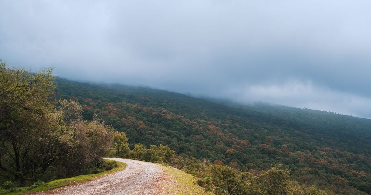 Sendero rural entre un denso bosque cubierto de niebla en un día de otoño, como los del Camino Sanabrés