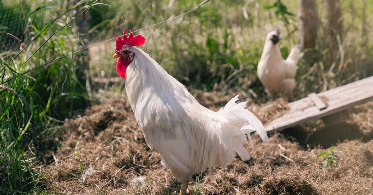Santo Domingo de la Calzada: la leyenda del gallo y la gallina