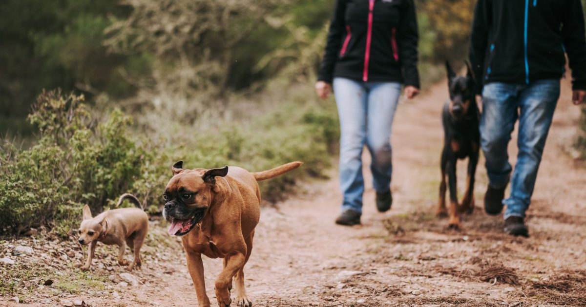 Camino de Santiago con perro